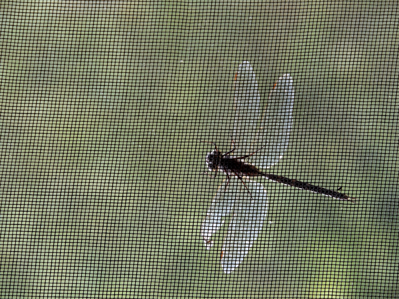 Dragon fly on fly screen